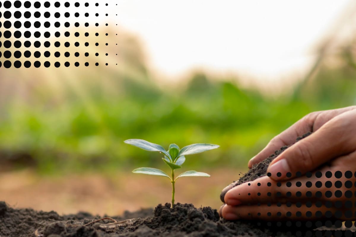 Cómo participar en el Programa Sembrando Vida