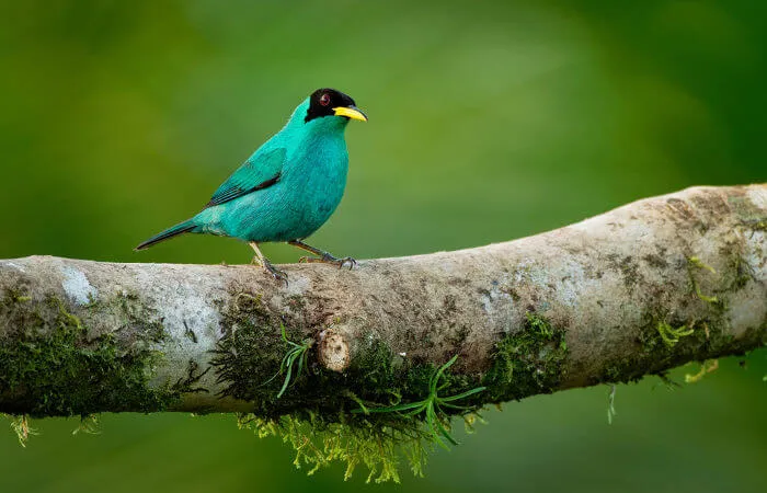 Applications Pour Observer Les Chants D’oiseaux